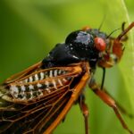 Zikade-Palooza!  Milliarden Insekten dringen in Amerika ein