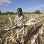 Zurückspulen.  Schneller Vorlauf.  Afrikanische Landwirte suchen überall nach Möglichkeiten, den Klimawandel zu bekämpfen
