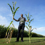 „Short Corn“ könnte die riesigen Maisfelder ersetzen, die durch den Klimawandel zerstört wurden