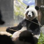 Japanische Fans verabschieden sich von ihrem geliebten Panda-Paar, bevor sie nach China zurückkehren