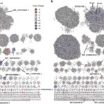 KI-Tools helfen dabei, enzymatische Mechanismen von Lasso-Peptiden aufzudecken