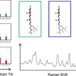 Forscher entdecken wichtige Erkenntnisse über die Struktur von Cholesterin in Zellmembranen