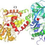 Verbesserung der Lactoferrin-Produktion im industriellen Maßstab durch synthetische biologische Systeme