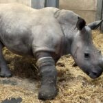 Fußballmetaphern in der Physik; Tierärzte behandeln das gebrochene Bein eines süßen Nashornbabys