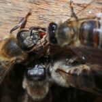 Kolumbianische Wissenschaftler entwickeln Nahrungsergänzungsmittel zum Schutz von Bienen vor Pestiziden