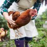 Die Fälle von Vogelgrippe beim Menschen nehmen stillschweigend zu, Dutzende wurden in sechs Bundesstaaten gemeldet