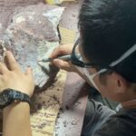 Erste Dinosaurierfossilien in Hongkong entdeckt