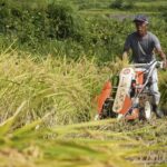 Ältere Landwirte sind mit extremen Temperaturen konfrontiert, während sie darum kämpfen, Japans Reisernte aufrechtzuerhalten