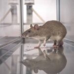 Riesige afrikanische Ratten, die darauf trainiert wurden, illegale Wildtierprodukte aufzuspüren