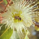 Marri-Bäume sind eine Lebensader für viele einheimische Bienenarten in einem Biodiversitäts-Hotspot