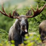 Eine Reduzierung der Elchzahlen könnte dazu beitragen, die kanadischen Karibupopulationen vor Wolfsräubern zu schützen