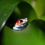 Länder stehen unter dem Druck, sich auf der UN-Konferenz für die Natur zu engagieren