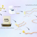 Mit einer neuen Technik können mRNA-Impfstoffe gegen Epidemien in kürzerer Zeit synthetisiert werden