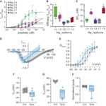 Elektrophysiologische Studie zeigt, wie Ameisentoxin extreme Schmerzen verursacht