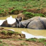 Neuer Bericht zeigt, dass britische Wildtierkriminelle „ungeschoren davonkommen“