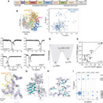 Forscher enthüllen die zugrunde liegenden Mechanismen, die CRISPR zu einem wirksamen Werkzeug zur Genbearbeitung machen