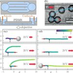 Wissenschaftler demonstrieren die präzise Steuerung künstlicher Mikroschwimmer mithilfe elektrischer Felder
