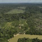 Die Abholzung im brasilianischen Amazonasgebiet geht im Vergleich zum Vorjahr um fast 31 % zurück