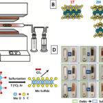 Innovative Methode beschleunigt und vereinfacht die Synthese von 2D-Übergangsmetallsulfiden