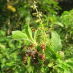 Invasive Fruchtfliegenarten stellen Teile von Orange County, Südkalifornien, unter Quarantäne